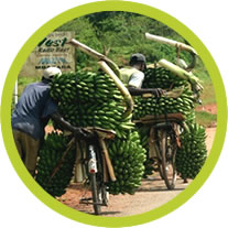 East African highland cooking bananas are the most
important staple food in Uganda.